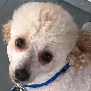 Meet your Posher, Debbie